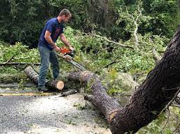 Seasonal Cleanup (Spring/Fall) in California, PA