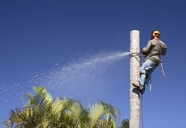 Professional Tree Care in California, PA