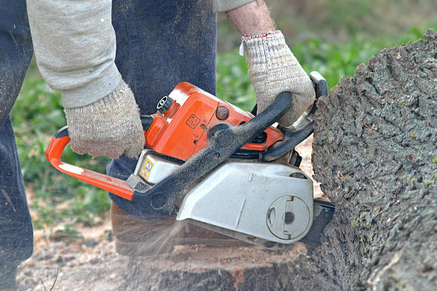 Best Storm Damage Tree Cleanup  in California, PA