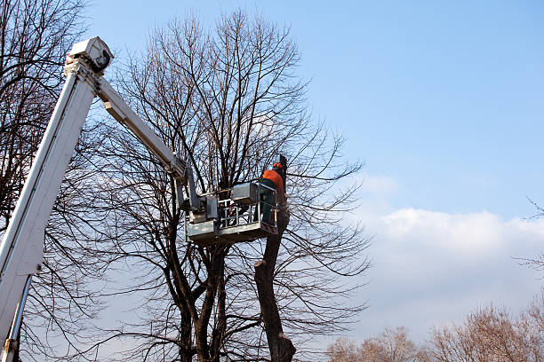 Best Emergency Tree Removal  in California, PA