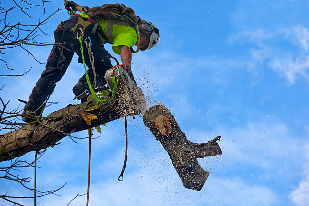 Best Storm Damage Tree Cleanup  in California, PA